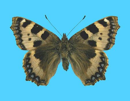 Aglias urticae ab. brunneoviolacea no-date Westcliff-on-Sea, Essex Co., UK (Internet Image property of respective owner, non-commercial use only)